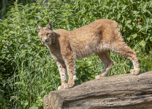 Eurasian lynx (Lynx lynx) standing on a tree trunk and looking attentively, captive, Germany, Europe