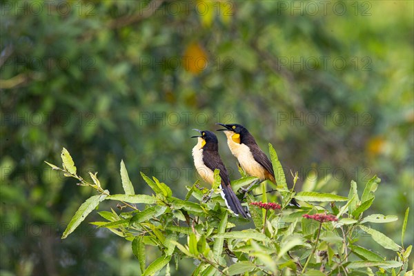Reed warbler (Donacobius atricapillus) Pantanal Brazil