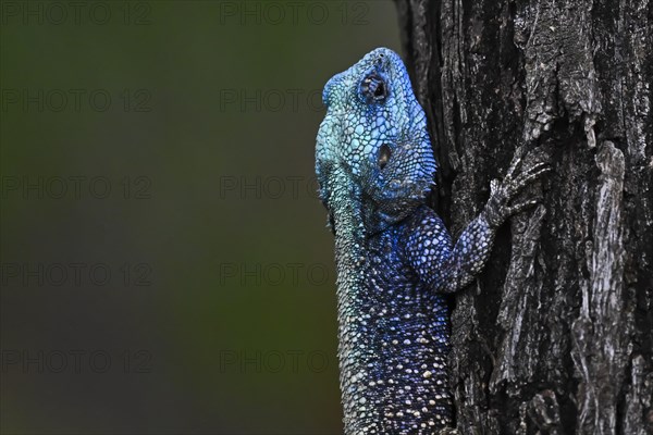 Blue-throated Agama (Acanthocercus atricollis), Madikwe Game Reserve, North West Province, South Africa, RSA, Africa