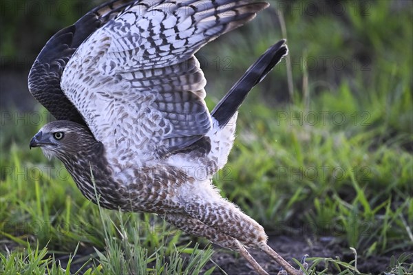 Silver Singing Goshawk, also known as pale chanting goshawk (Melierax canorus) juvenile, Madikwe Game Reserve, North West Province, South Africa, RSA, Africa