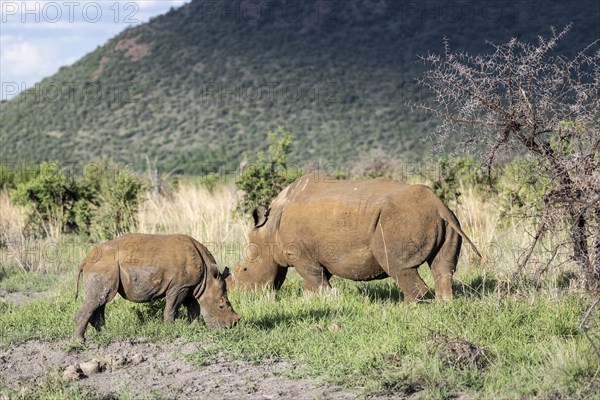 White rhinoceros (Ceratotherium simum) cow with baby, Madikwe Game Reserve, North West Province, South Africa, RSA, Africa