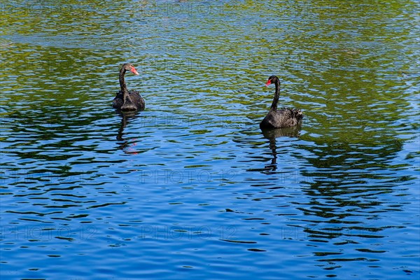 Two mourning swans (Cygnus atratus), black swan, North Rhine-Westphalia, Germany, Europe