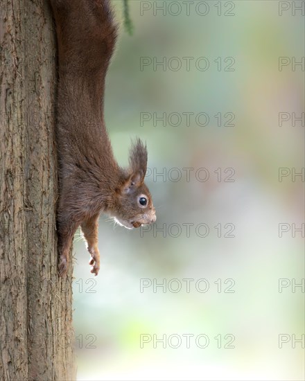 Eurasian squirrel (Sciurus) hanging or running down a tree trunk on the left of the picture, with a nut in its snout, background in pastel colours, green, yellow, orange, Rombergpark, Dortmund, Germany, Europe