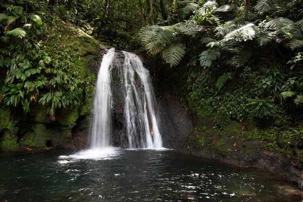 Pure nature, a waterfall with a pool in the forest. The Ecrevisses waterfalls, Cascade aux ecrevisses on Guadeloupe, in the Caribbean. French Antilles, France, Europe