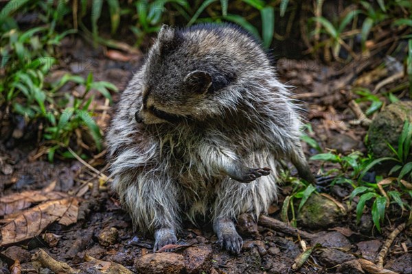 Raccoon in natural environment, close-up, portrait of the animal on Guadeloupe au Parc des Mamelles, in the Caribbean. French Antilles, France, Europe