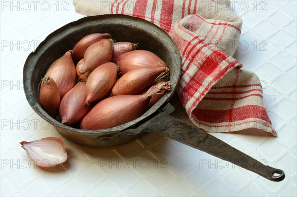 Shallots in pot, Allium cepa