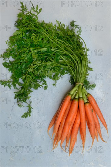 One bunch of carrot (Daucus carota)