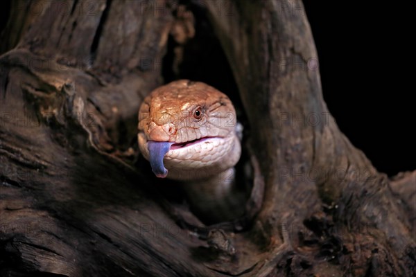 Indonesian blue-tongued skink (Tiliqua gigas), adult, portrait, on tree, captive, tongues, Indonesia, Asia