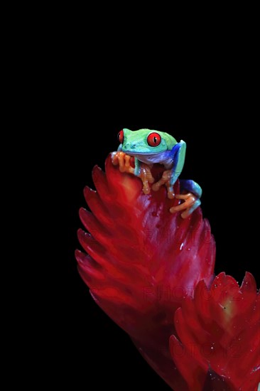 Red-eyed tree frog (Agalychnis callidryas), adult, on bromeliad, captive, Central America