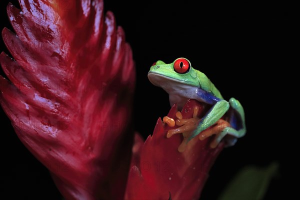 Red-eyed tree frog (Agalychnis callidryas), adult, on bromeliad, captive, Central America