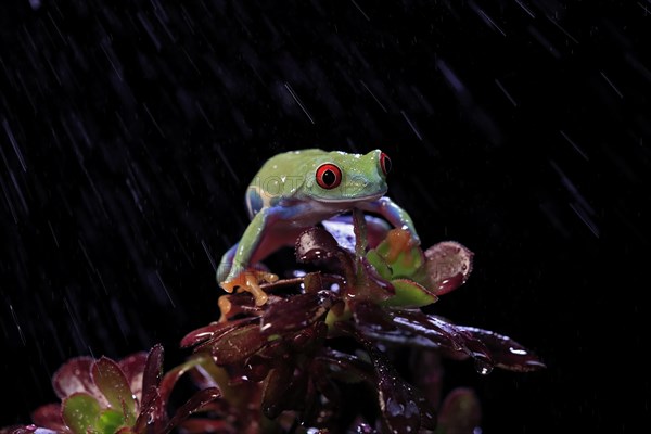 Red-eyed tree frog (Agalychnis callidryas), adult, on eonium, in the rain, captive, Central America