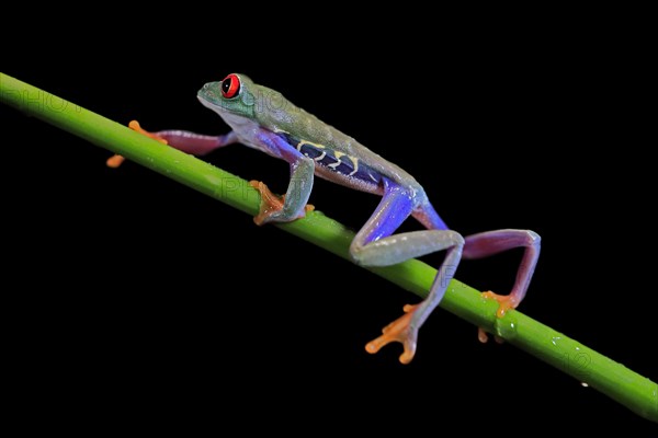 Red-eyed tree frog (Agalychnis callidryas), adult, on green stem, Aeonium, captive, Central America