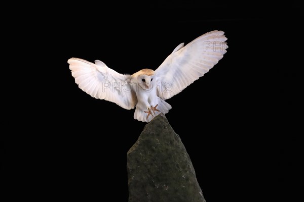 Barn owl, (Tyto alba), adult, flying, landing, on rocks, at night, Lowick, Northumberland, England, Great Britain