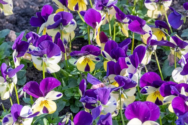 Colourful pansies in purple and white, flooded with sunlight