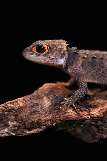 Red-eyed crocodile skink (Tribolonotus gracilis), adult, portrait, on tree, captive, New Guinea