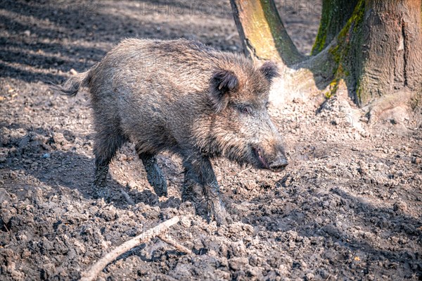 The wild boar (Sus scrofa) in its natural habitat in the forest, Leuna, Saxony-Anhalt, Germany, Europe