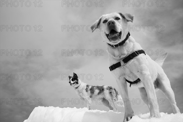 Two dogs of differing sizes play on a snowy background, Amazing Dogs in the Nature