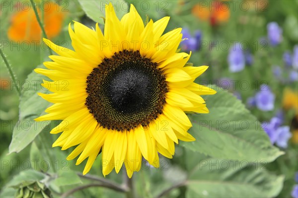 A close-up of a sunflower (Helianthus annuus), with yellow petals and a dark brown centre, Stuttgart, Baden-Wuerttemberg, Germany, Europe