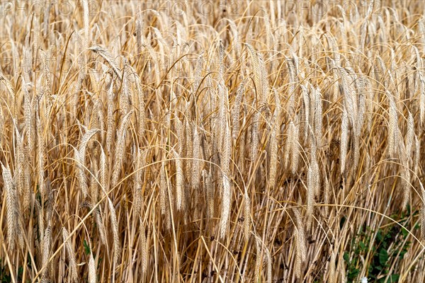 Dense, ripe wheat field with traces of drying shortly in front of harvest