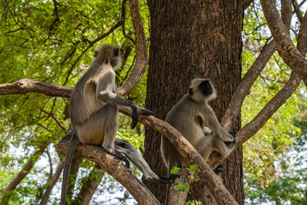 Monkeys in the Jami mosque, Unesco site Champaner-Pavagadh Archaeological Park, Gujarat, India, Asia