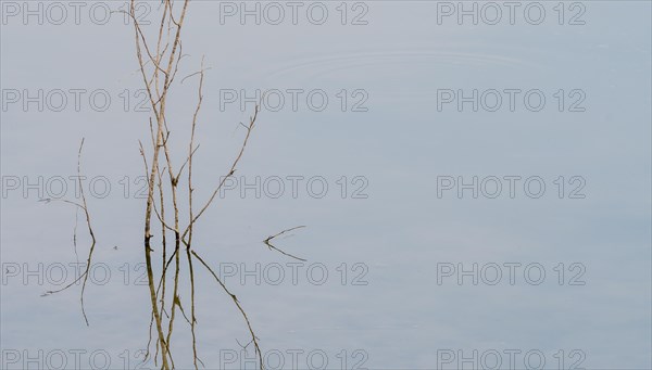 Closeup of twig growing out of the water with its reflection in the surface of the water in Namhae, South Korea, Asia