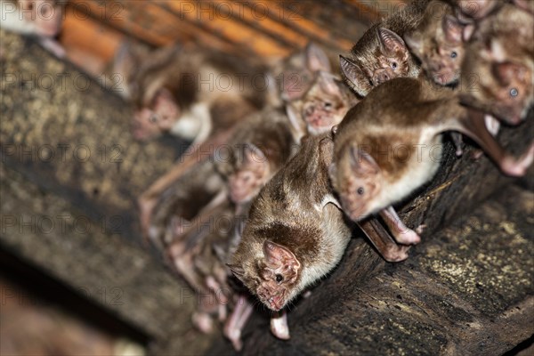 Common vampire bat (Desmodus rotundus) Pantanal Brazil