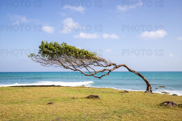 Nature in a special way, trees grow with the wind, on an open space by the sea, creating a unique tree. Pure Caribbean right by the sea on a sunny day, at Pointe Allegret, on Guadeloupe, French Antilles, France, Europe
