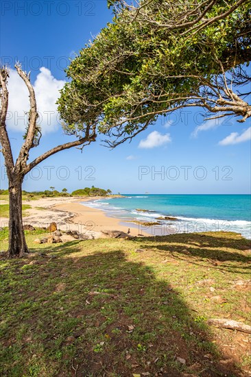 Nature in a special way, trees grow with the wind, a dreamlike landscape directly on the turquoise sea. Lonely sandy beaches in the Caribbean. Pointe Allegre on Basse Terre, Guadeloupe, French Antilles, North America