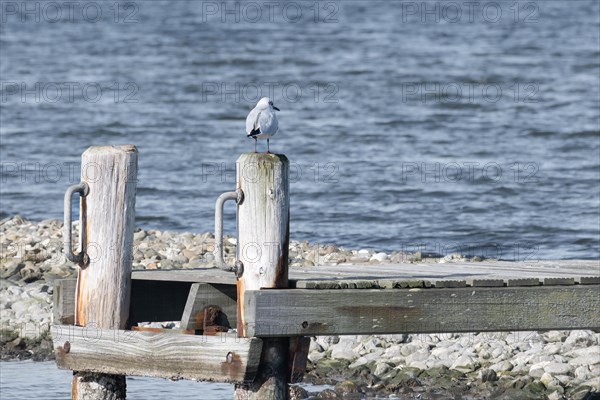 A seagull sits on a wooden post by the water, surrounded by a peaceful atmosphere