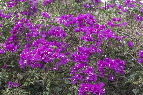 Bougainvillea, Lanzarote, Canary Islands, Spain, Europe