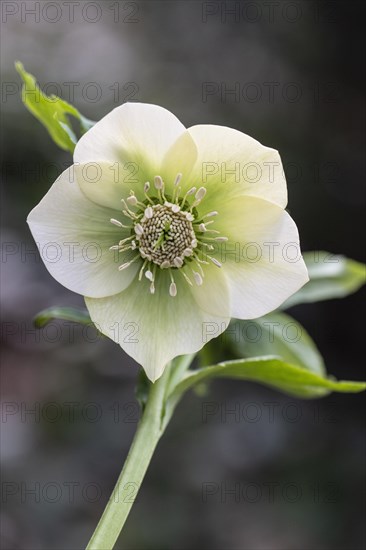 Lenzrose (Helleborus orientalis Hybride), Speyer, Rhineland-Palatinate, Germany, Europe