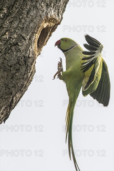 Rose-ringed parakeet (Psittacula krameri), flying, Speyer, Rhineland-Palatinate, Germany, Europe