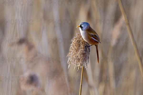 Colorful bird perched on a reed in sharp focus, Bearded tit, Panarus Biarmicus
