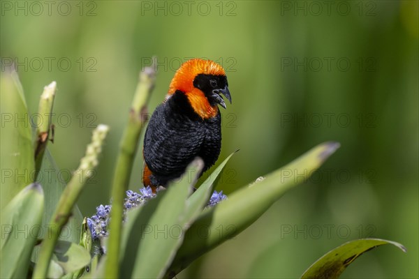 Southern red bishop (Euplectes orix), Irene, Gauteng, South Africa, Africa