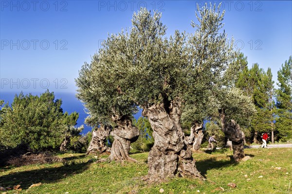 Olive grove with twisted trunks under a clear blue sky on a sunny day, Hiking tour from Estellences to Banyalbufar, Mallorca