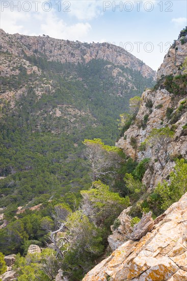 Mountain landscape with steeply rising rock faces and dense woodland, Mediterranean vegetation with pines (Pinus), probably Aleppo pines (Pinus halepensis) and european fan palms (Chamaerops humilis), hiking trail from Sant Elm to the old watchtower Torre Cala Basset, Banyalbufar, mountains, Serra de Tramuntana, Majorca, Spain, Europe