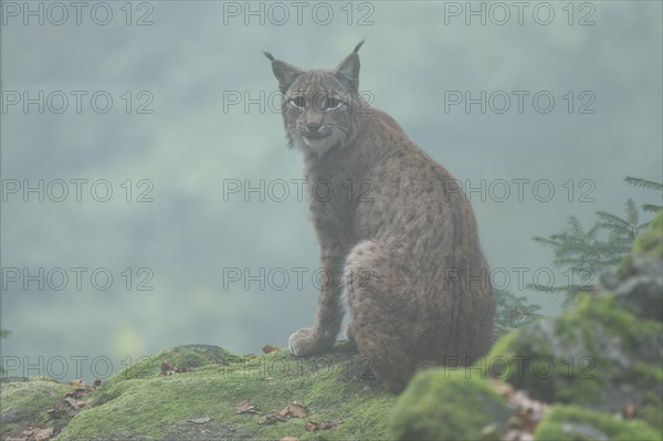 Eurasian lynx (Lynx lynx) sitting on a rock and looking attentively, morning mist, captive, Germany, Europe