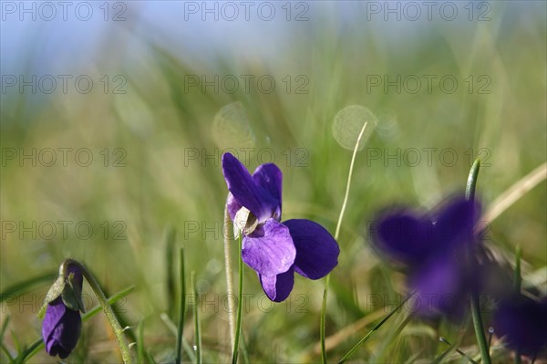 Wild violets, March, Germany, Europe