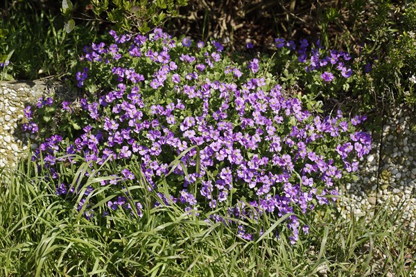 Purple flowering primroses in a flower bed, Closeup, Germany, Europe