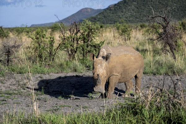 White rhinoceros (Ceratotherium simum), Madikwe Game Reserve, North West Province, South Africa, RSA, Africa