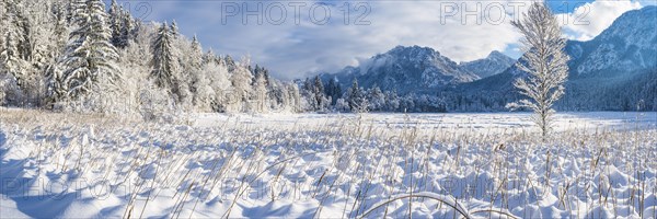 Schwansee in winter, behind it Neuschwanstein Castle and the Tegelberg, 1720m, near Hohenschwangau, Romantic Road, Ostallgaeu, Bavaria, Germany, Europe