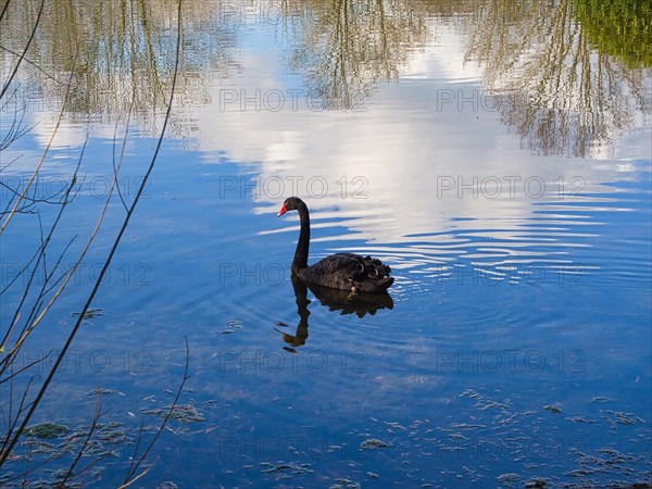 Black swan (Cygnus atratus), mirror image, North Rhine-Westphalia, Germany, Europe