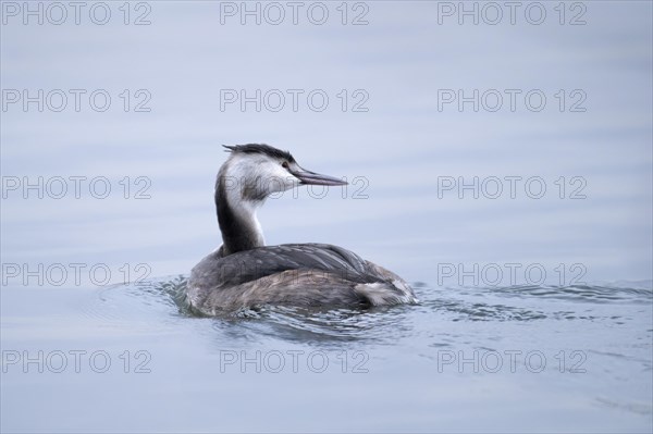 Great crested grebe (Podiceps cristatus), swimming on the lake, turning to the right, Harkortsee, Ruhr area, Germany, Europe