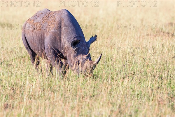 Black rhinoceros (Diceros bicornis) grazing grass on the savanna, Maasai Mara National Reserve, Kenya, Africa