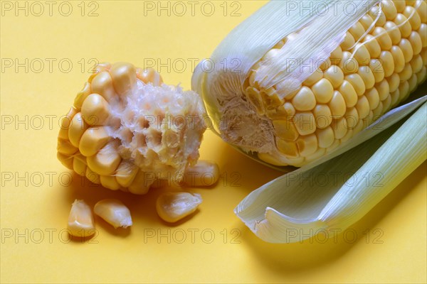 Corn cobs with yellow background, corn (Zea mays)