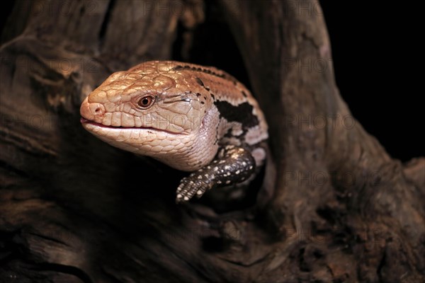 Indonesian blue-tongued skink (Tiliqua gigas), adult, captive, Indonesia, Asia