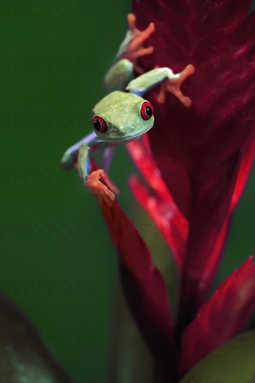 Red-eyed tree frog (Agalychnis callidryas), adult, on bromeliad, captive, Central America