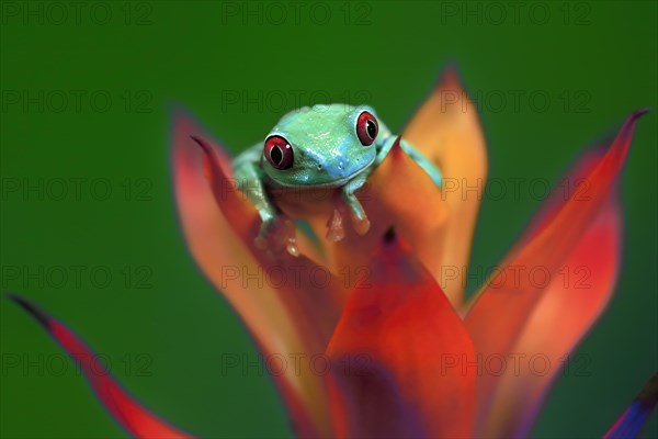 Red-eyed tree frog (Agalychnis callidryas), adult, on bromeliad, captive, Central America