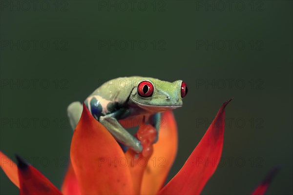 Red-eyed tree frog (Agalychnis callidryas), adult, on bromeliad, captive, Central America