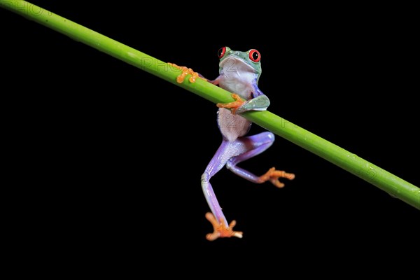 Red-eyed tree frog (Agalychnis callidryas), adult, on green stem, Aeonium, captive, Central America